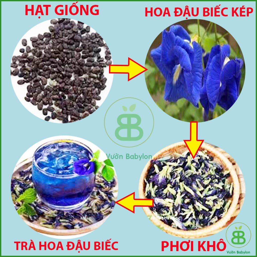 Hạt Giống Hoa Đậu Biếc (KÉP) 20 Hạt Hoa Nhiều, Dễ Trồng