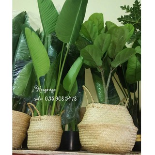 🍀 Cây chuối Nhật trang trí nội thất