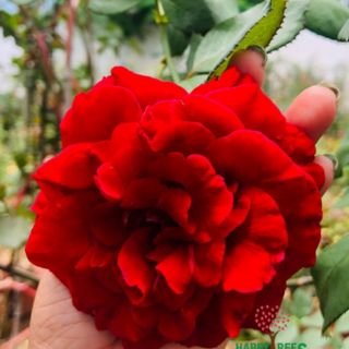 Hoa Hồng leo Cổ Hải Phòng