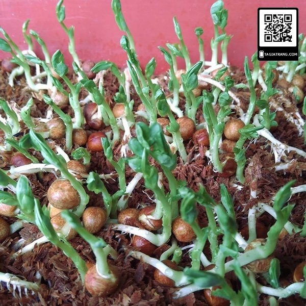 Hạt giống rau mầm đậu Hà Lan