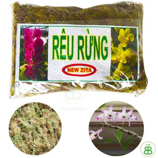 RÊU RỪNG TRỒNG LAN