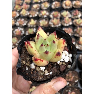 Sen đá Đế Vương 4cm