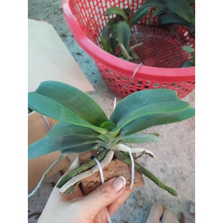 Đai châu,nghinh xuân,Ngọc điểm đã thuần gỗ .