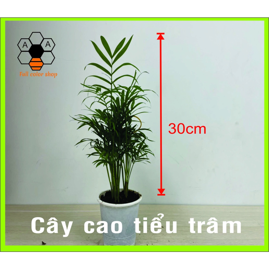 CÂY CAU TIỂU TRÂM cao 25- 30cm, chậu gốm, cây phong thủy để bàn, hút tài lộc, trồng trong nhà, giá rẻ, dễ trồng