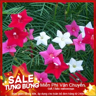 Hạt giống hoa tóc tiên mix - 10 hạt