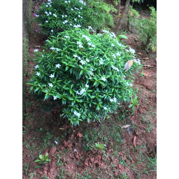 Cây mai vạn phúc cao 50-60cm, tán khoảng 50cm hoa quanh năm