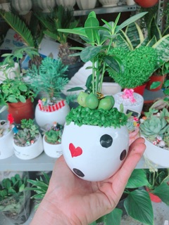 Chậu cây may mắn 5 củ