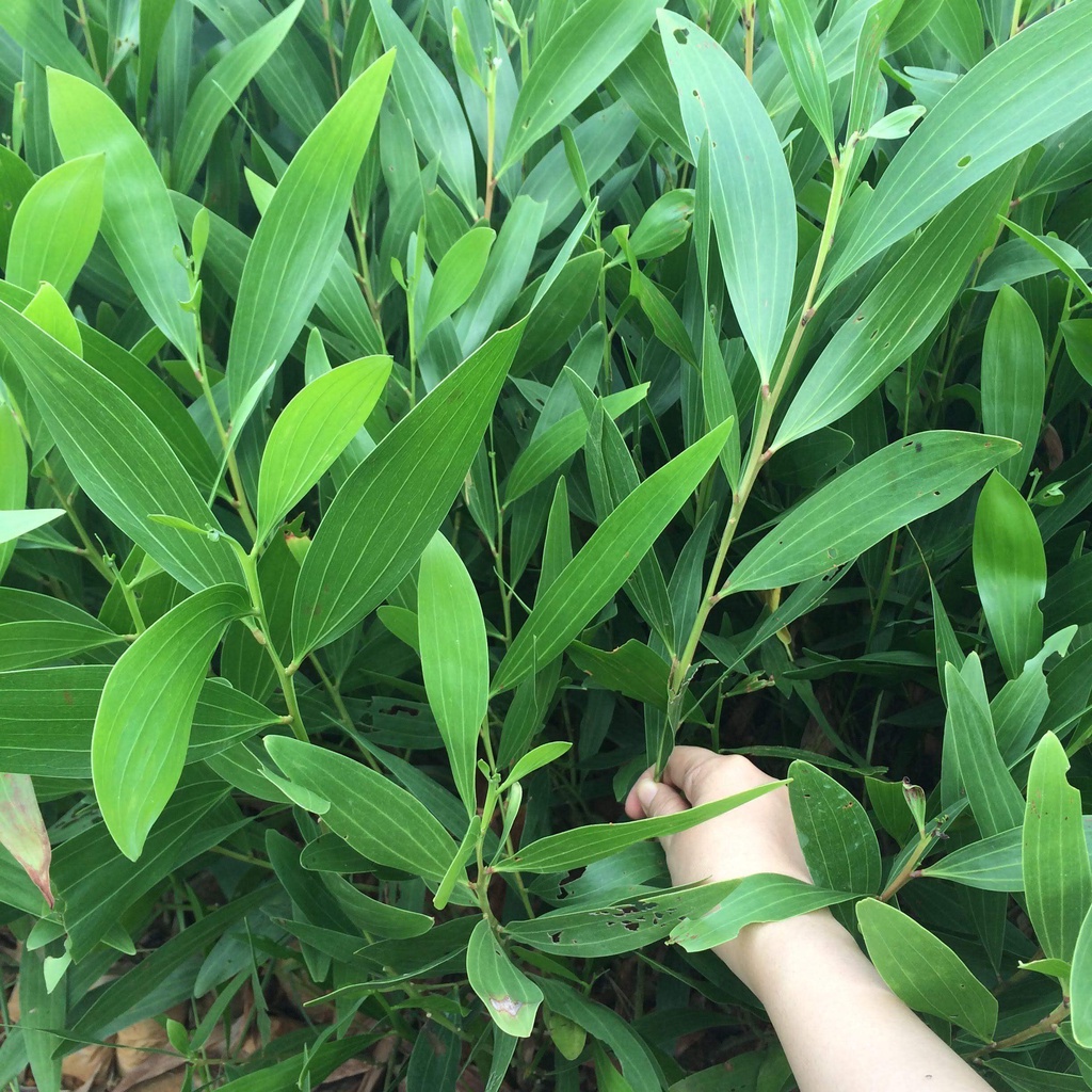 500 gram hạt giống keo lai