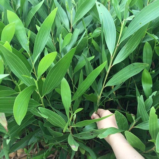 500 gram hạt giống keo lai