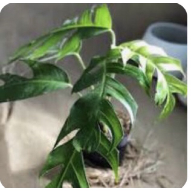 trầu bà  Epipremnum pinatum leo cột