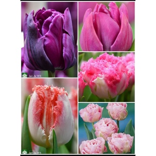 CỦ GIỐNG HOA TULIP HÀ LAN