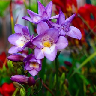 Củ giống hoa lan nam phi hoa màu tím - tặng kèm 1 viên nén ươm củ