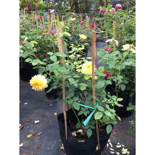 Hồng bụi Molineux