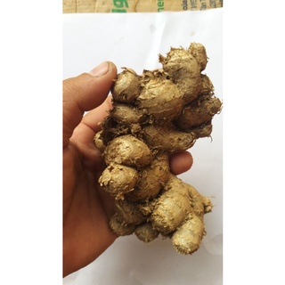 củ ngãi đen to tươi 1kg