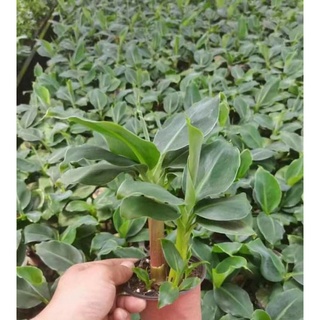 Cây chuối cảnh mini (hàng nhập khẩu)
