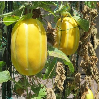 Hạt giống Dưa lê Hàn Quốc siêu ngọt - Gói 20 hạt/Tặng gói kích hạt nảy mầm