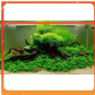 [Siêu Rẻ] [1Kg]Cát Vàng Nắng Cho bể Thuỷ Sinh [TS Online37]
