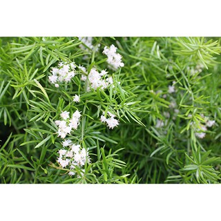 5 Hạt giống cây Tùng Đuôi Chồn (Trúc Thiên Môn)
