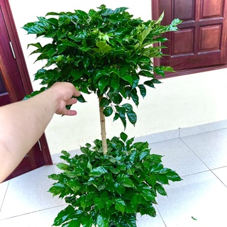 Cây Hạnh Phúc 2 tầng cao 1m5