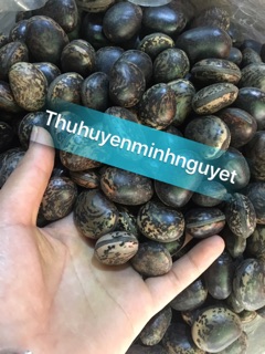 Hạt đậu hút độc(đậu lào - 12 hạt)