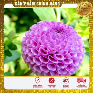 Hạt Giống Thược Dược Tổ Ong