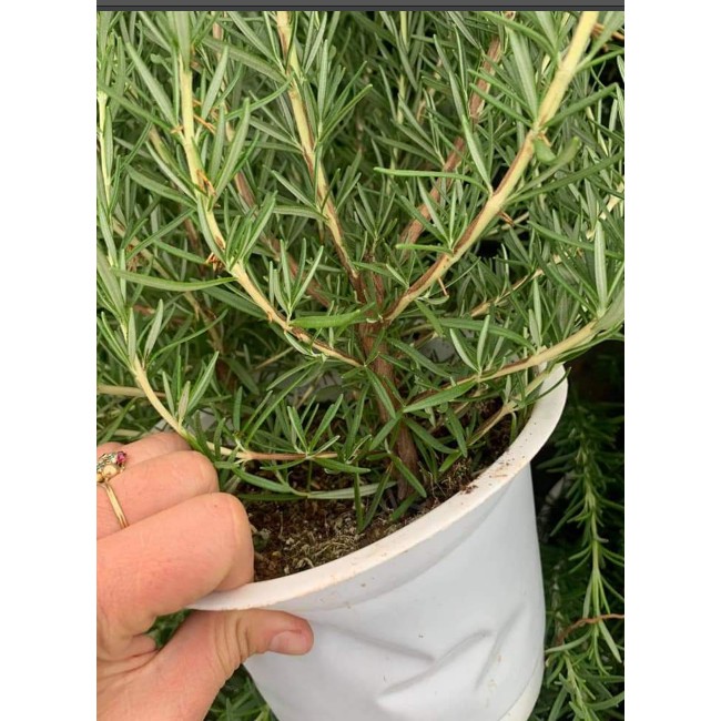 Chậu cây hương thảo - Rosemary - Rosmarinus officinalis L-UtNho