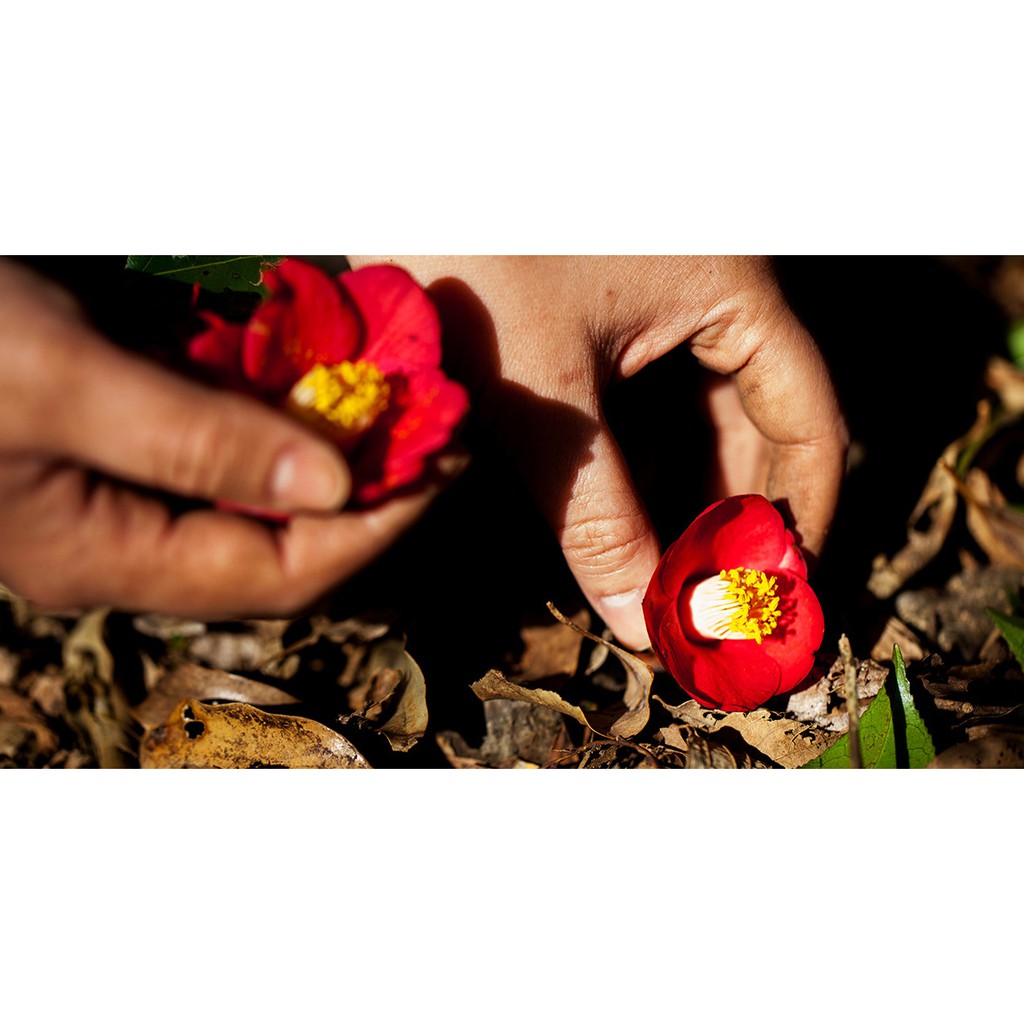 Dầu dưỡng tóc hương hoa trà innisfree Camellia Essential Hair Oil Serum 100ml | BigBuy360 - bigbuy360.vn