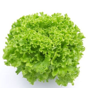 Hạt giống xà lách xoăn xanh - 2gr Seed Land nhập khẩu