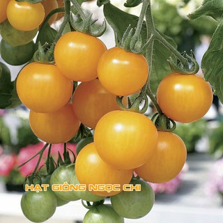Hạt Giống Cà Chua Lùn Vàng - 30 Hạt