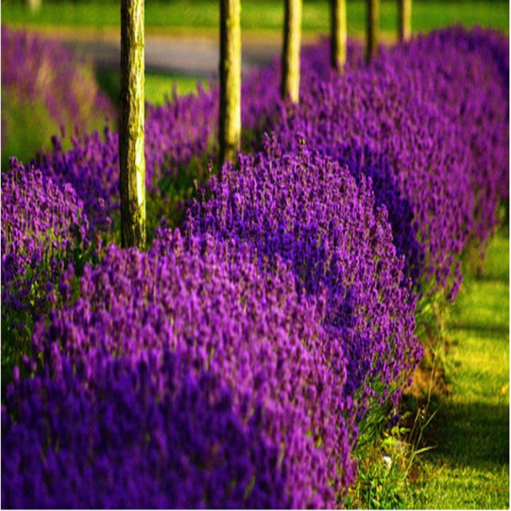 50h hạt giống hoa oải hương Lavender
