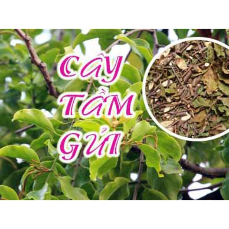 Tang ký sinh, Tầm gửi
