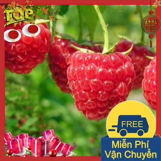Combo 2 Gói Hạt Giống Quả Mâm Xôi Đỏ