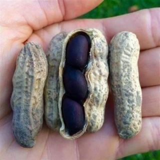 Hạt giống lạc đen kokuma
