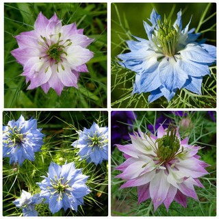 [GIÁ GỐC] Hoa Bảo Thạch Ba Tư Nhiều màu - 50 hạt