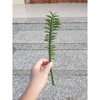 Cây chân rết (bán nhánh chưa rễ)