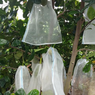 10 TÚI BỌC MÍT CƯỚC THÁI CỠ 50x70