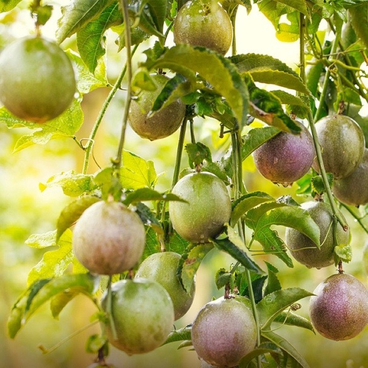 Hạt giống Chanh dây HN-34 gói 5gr