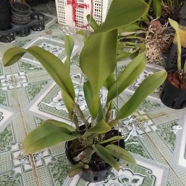 Cattleya hàng tem Pachara Fancy