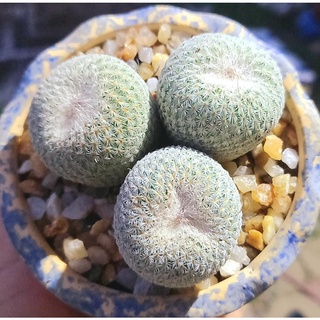 Xương rồng Epithelantha micromeris (Size ~3cm)