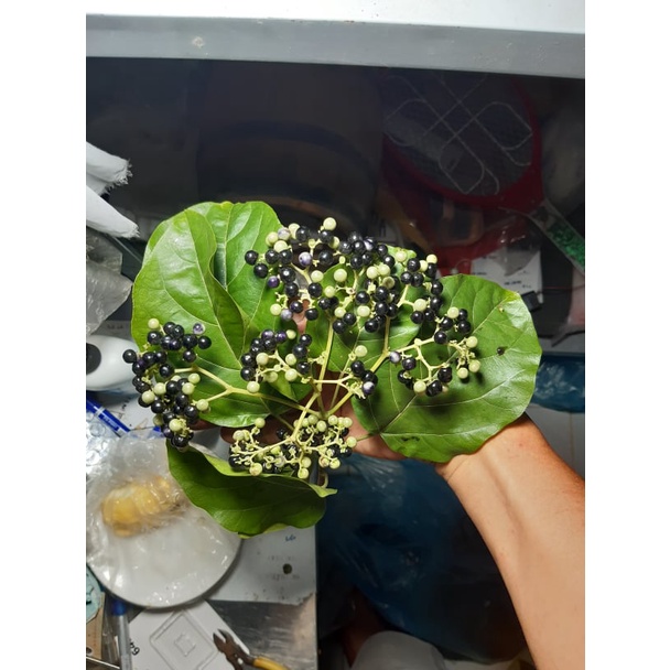 Hạt giống cây lá cách