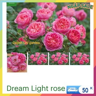 Cành Chiết Hoa Hồng Ngoại Dream (Giống Hoa Hồng) - Vattucaygiong