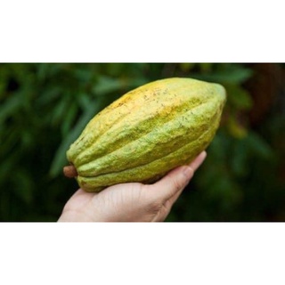 CA CAO NGUYÊN BƠ 170GR/2 THANH