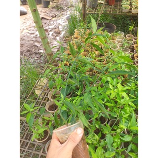 Cây Xương Khỉ (Bìm Bịp, Mảnh Cộng)