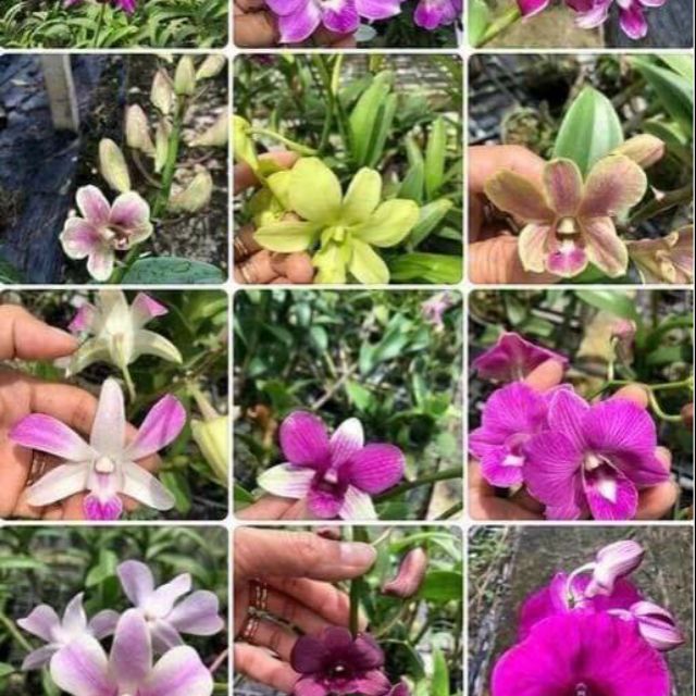 10chau lan denro cây giống