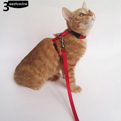 Dây xích cổ bằng nilon màu sắc đáng yêu cho mèo