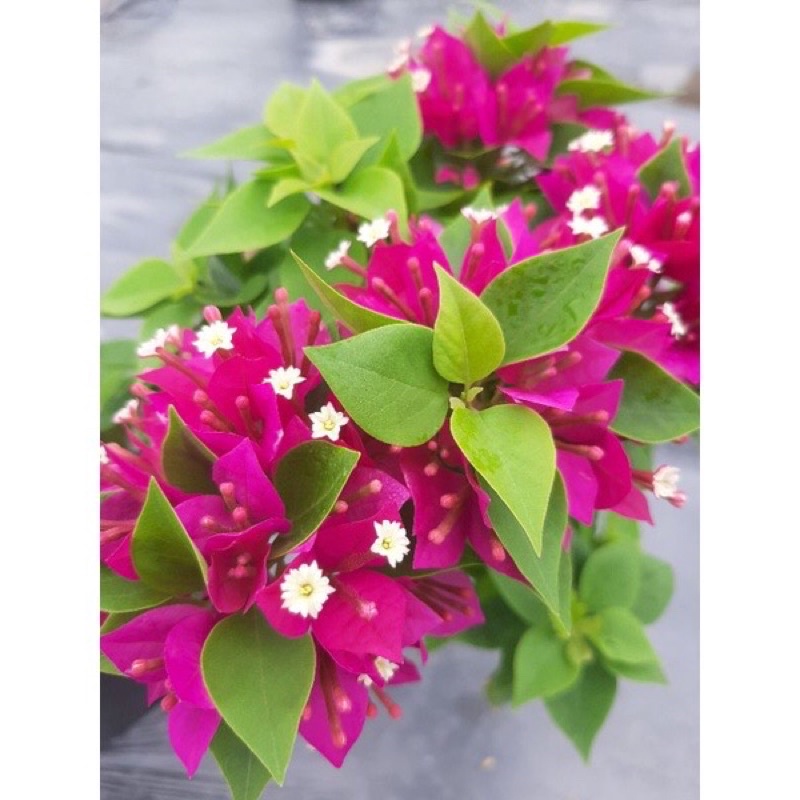 Cây bông giấy Mỹ siêu hoa