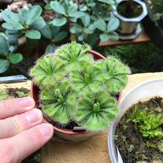 Hạt cây bắt mồi gọng vó các loại