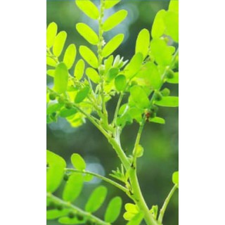 Diệp hạ châu(  cây chó đẻ răng cưa)