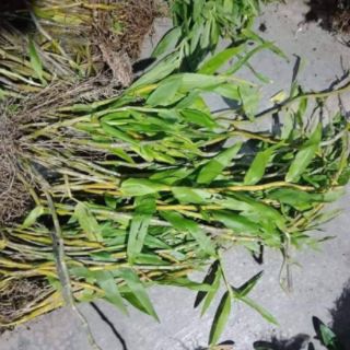 Lan Ngọc Thạch Ba Màu (500g)