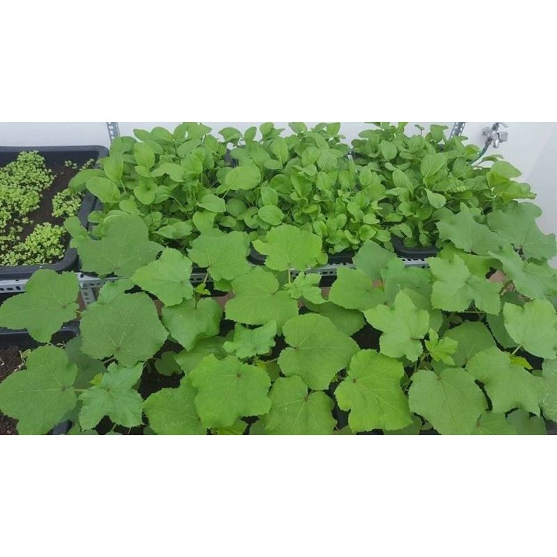 Phân Sơ Dừa SFARM Đã Qua Xử Lý Sạch Sẽ Và Nhuyễn